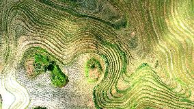 Longji Terraced Fields