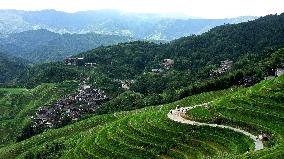 Longji Terraced Fields