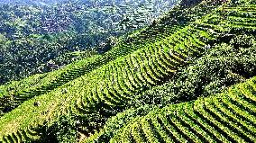 Longji Terraced Fields