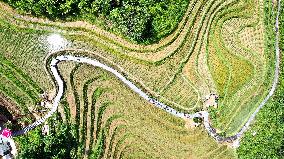 Longji Terraced Fields