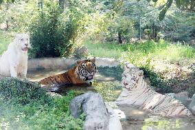 Animals Escape Heat in Chongqing