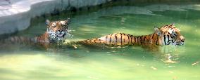 Animals Escape Heat in Chongqing