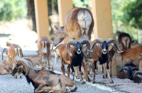 Animals Escape Heat in Chongqing
