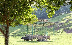 Animals Escape Heat in Chongqing