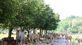 Animals Escape Heat in Chongqing