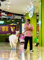 Alpaca Cools down in A Mall in Yangzhou