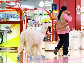 Alpaca Cools down in A Mall in Yangzhou