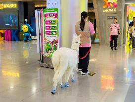 Alpaca Cools down in A Mall in Yangzhou