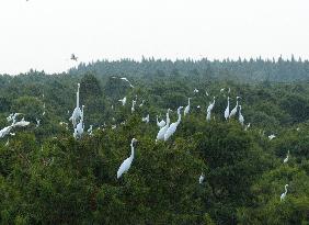 Egret Paradise