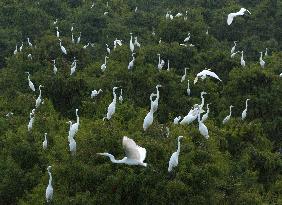 Egret Paradise