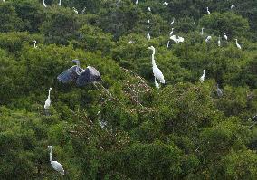 Egret Paradise
