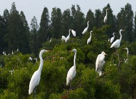 Egret Paradise