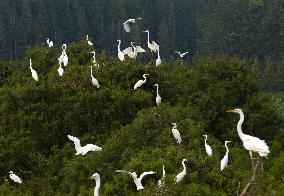 Egret Paradise