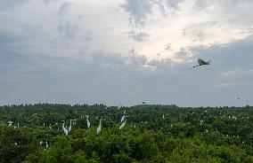 Egret Paradise