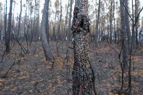 Fire Stabilized After Affecting 70 Hectares in Lalin - Spain