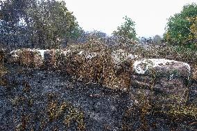 Fire Stabilized After Affecting 70 Hectares in Lalin - Spain