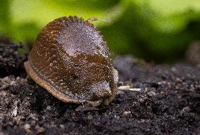 Spanish slug (Arion vulgaris)