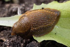 Spanish slug (Arion vulgaris)