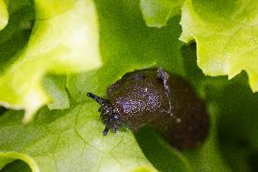 Spanish slug (Arion vulgaris)