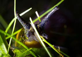 Spanish slug (Arion vulgaris)