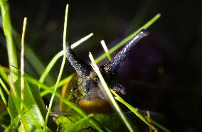 Spanish slug (Arion vulgaris)