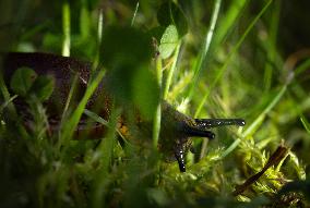Spanish slug (Arion vulgaris)