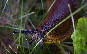 Spanish slug (Arion vulgaris)