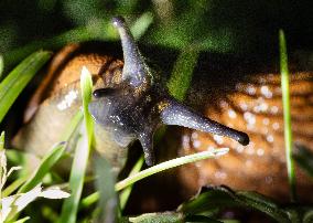 Spanish slug (Arion vulgaris)