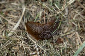 Spanish slug (Arion vulgaris)
