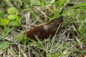 Spanish slug (Arion vulgaris)