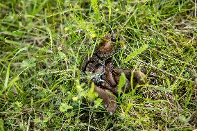 Spanish slug (Arion vulgaris)