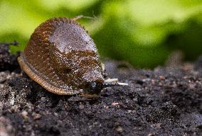Spanish slug (Arion vulgaris)