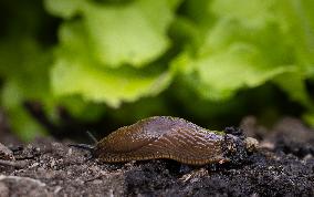 Spanish slug (Arion vulgaris)