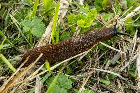 Spanish slug (Arion vulgaris)