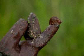 Spanish slug (Arion vulgaris)