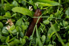 Spanish slug (Arion vulgaris)