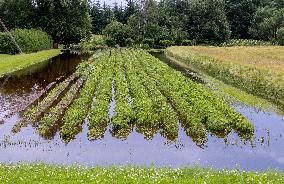 Increased water levels in the Reiu River