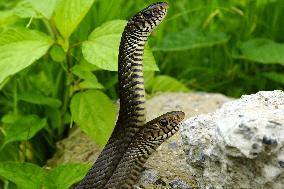 Indian Rat Snakes Spotted in Ajmer - India