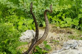 Indian Rat Snakes Spotted in Ajmer - India