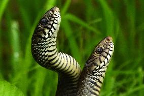 Indian Rat Snakes Spotted in Ajmer - India