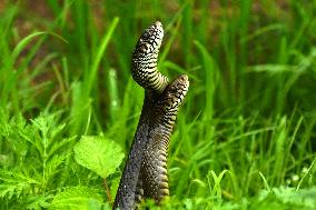 Indian Rat Snakes Spotted in Ajmer - India