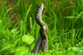 Indian Rat Snakes Spotted in Ajmer - India