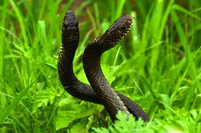 Indian Rat Snakes Spotted in Ajmer - India