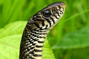 Indian Rat Snakes Spotted in Ajmer - India