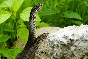 Indian Rat Snakes Spotted in Ajmer - India