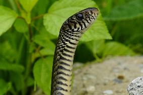 Indian Rat Snakes Spotted in Ajmer - India