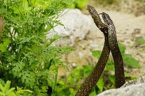 Indian Rat Snakes Spotted in Ajmer - India