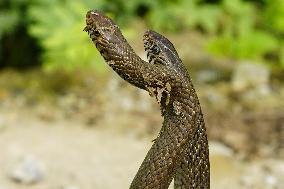 Indian Rat Snakes Spotted in Ajmer - India