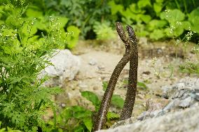 Indian Rat Snakes Spotted in Ajmer - India