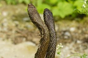 Indian Rat Snakes Spotted in Ajmer - India